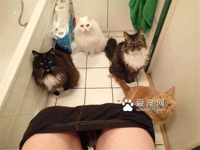 有天家里多了没见过的生物，猫咪军团全部出动围观模样让我笑惨了