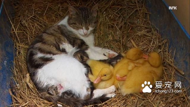 这只猫咪悄悄地叼走了三只小鸭子，但它接下来要做的事情真的好温