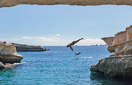 跳跳狗走红网络 酷爱跳水动作娴熟堪比运动员