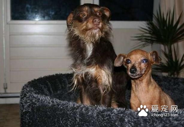 繁殖犬被关小笼子中12年终于被接走，医生诊断后却带来天大的事