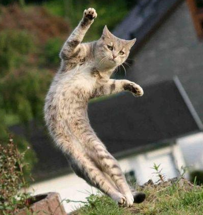 空中飘逸的猫咪