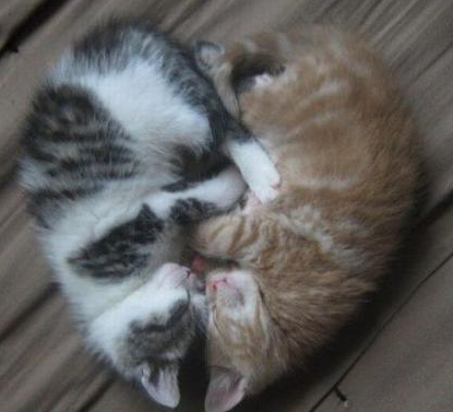 甜甜蜜蜜小猫咪