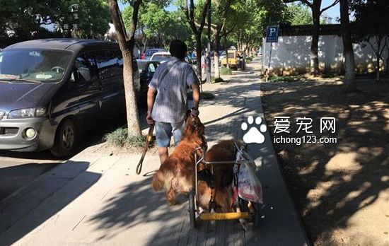 狗狗中风 老人不离不弃每天小推车拉出来遛弯