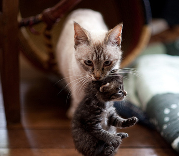 好像老虎叼着食物