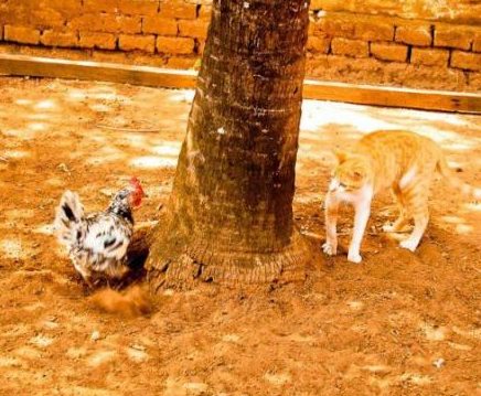 动物也玩躲猫猫