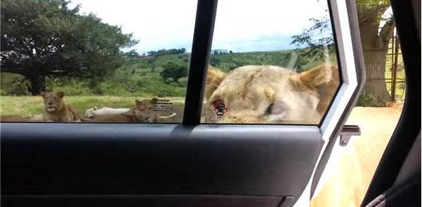 一群人坐车观赏窗外的野生狮群,不料这只聪明的狮子做了这样的事
