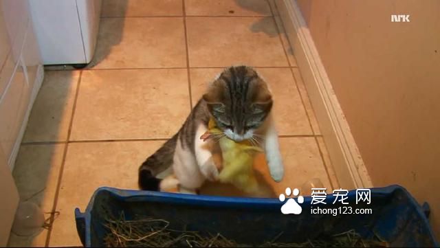 这只猫咪悄悄地叼走了三只小鸭子，但它接下来要做的事情真的好温