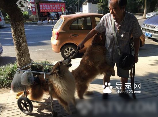 狗狗中风 老人不离不弃每天小推车拉出来遛弯