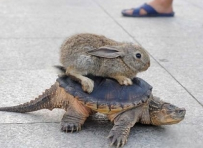 乌龟、兔子竞技比赛