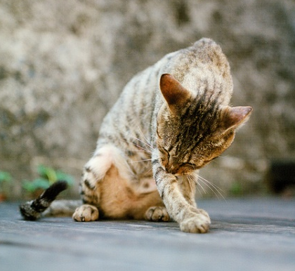 犒劳我的左臂。