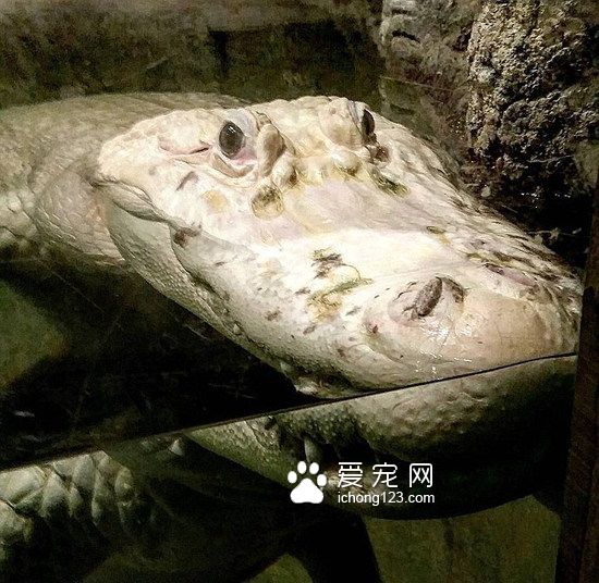 美国水族馆28岁罕见白鳄去世 众多网友留言哀悼