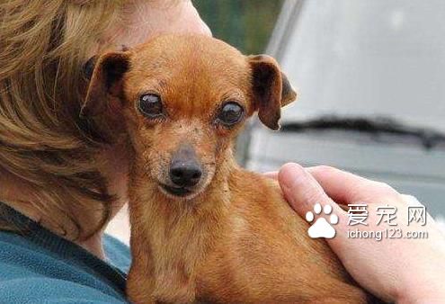 繁殖犬被关小笼子中12年终于被接走，医生诊断后却带来天大的事