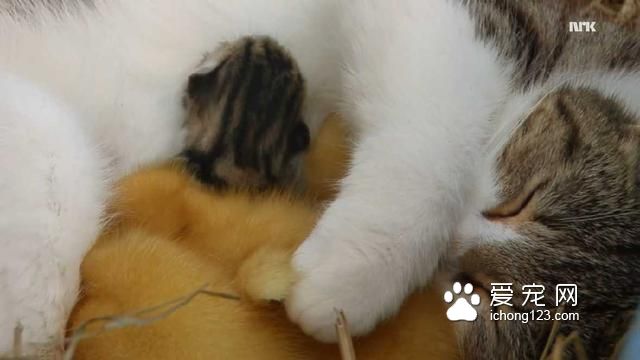 这只猫咪悄悄地叼走了三只小鸭子，但它接下来要做的事情真的好温