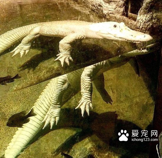 美国水族馆28岁罕见白鳄去世 众多网友留言哀悼