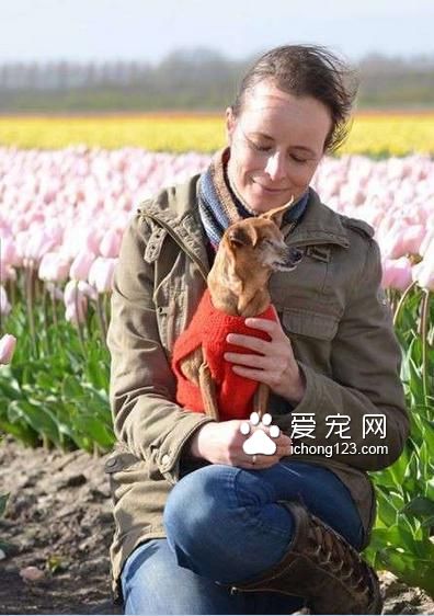 繁殖犬被关小笼子中12年终于被接走，医生诊断后却带来天大的事