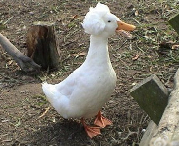 鸭鸭！告诉我，这么潮的头在