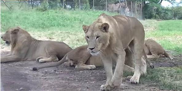 一群人坐车观赏窗外的野生狮群,不料这只聪明的狮子做了这样的事