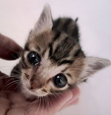 小可怜儿 眼睛水汪汪的