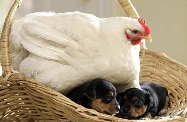 特异功能母鸡下小狗