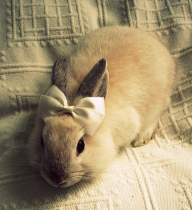 好漂亮的蝴蝶结