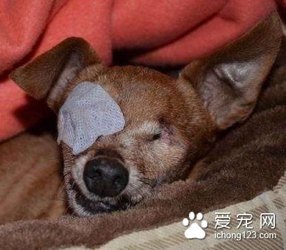 繁殖犬被关小笼子中12年终于被接走，医生诊断后却带来天大的事