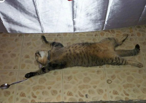 饭…里有…毒！