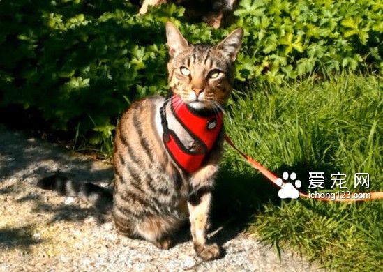 九命神猫： 两度中枪大难不死