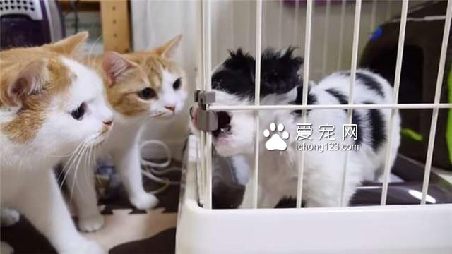 有天家里多了没见过的生物，猫咪军团全部出动围观模样让我笑惨了