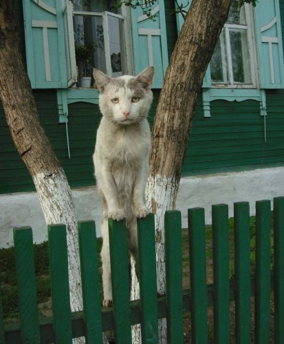 无家可归的小猫咪