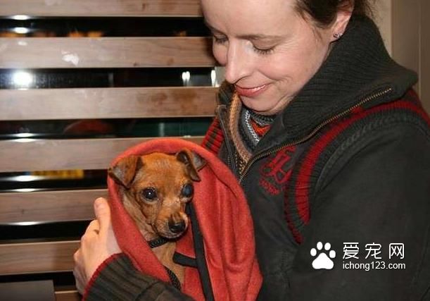 繁殖犬被关小笼子中12年终于被接走，医生诊断后却带来天大的事