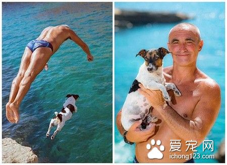跳跳狗走红网络 酷爱跳水动作娴熟堪比运动员