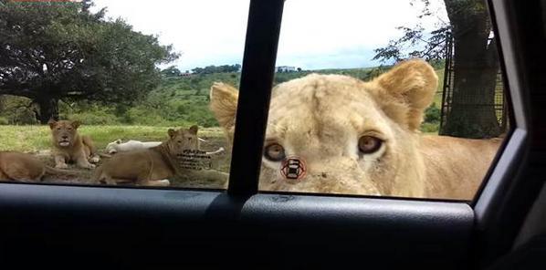 一群人坐车观赏窗外的野生狮群，不料这只聪明的狮子做了这样的事