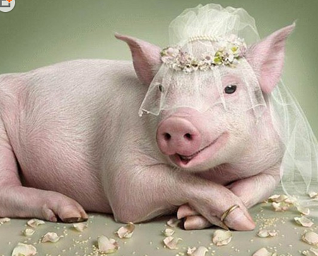 待嫁的新娘--猪