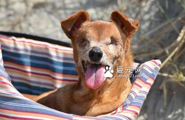 繁殖犬被关小笼子中12年终于被接走，医生诊断后却带来天大的事