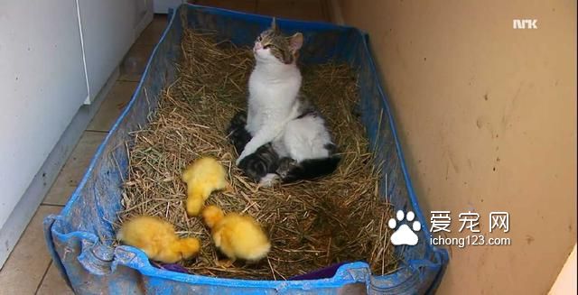 这只猫咪悄悄地叼走了三只小鸭子，但它接下来要做的事情真的好温