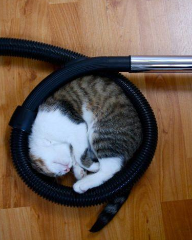 猫咪怎么也喜欢像蛇一样盘着