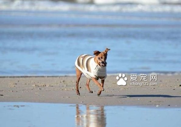 繁殖犬被关小笼子中12年终于被接走，医生诊断后却带来天大的事