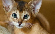 阿比西尼亚猫的性格 好奇心较重