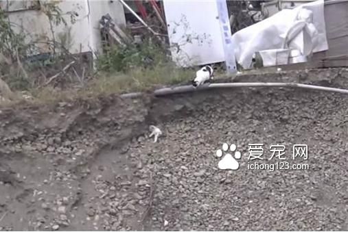 为了抢救小宝贝，猫妈妈急中生智！