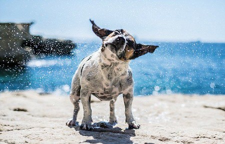 跳跳狗走红网络 酷爱跳水动作娴熟堪比运动员