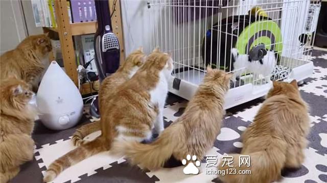 有天家里多了没见过的生物，猫咪军团全部出动围观模样让我笑惨了