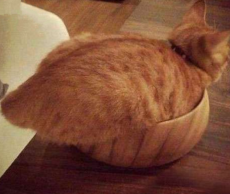 喵：就不能找个大点的碗吗！