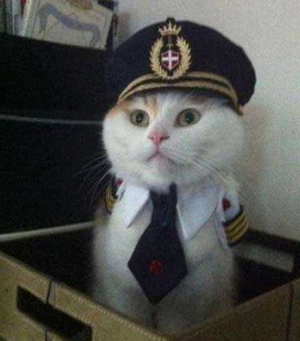 我是白猫警长，今后还请大家多多关照哦喵！