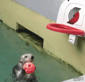 扣篮就这么简单！（海獭）