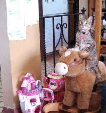 猫猫骑马马，要人摇