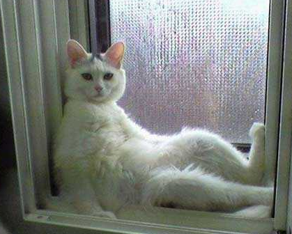 家里的猫没法养了