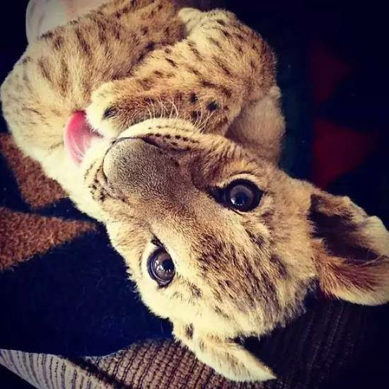 undefined{{pos:,w:,h:}}