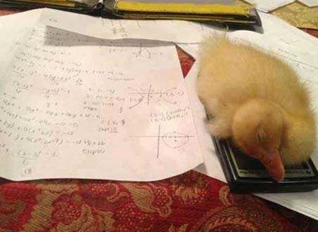 我的计算器被压着了 数学作业没法完成了