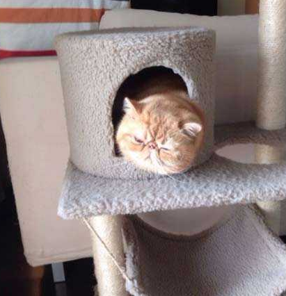 太难了！啥都难，没法开心点！