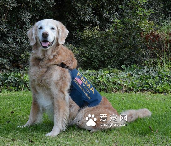 这是最后一只911搜救犬，祝它16岁生日快乐！
